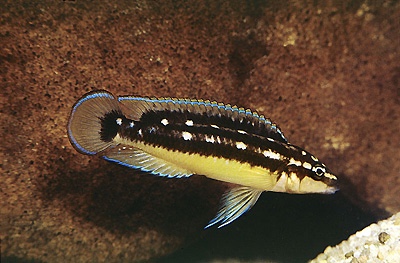 Julidochromis sp. 'ornatus kapampa' Kapampa